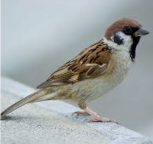 गौरैया दिवस