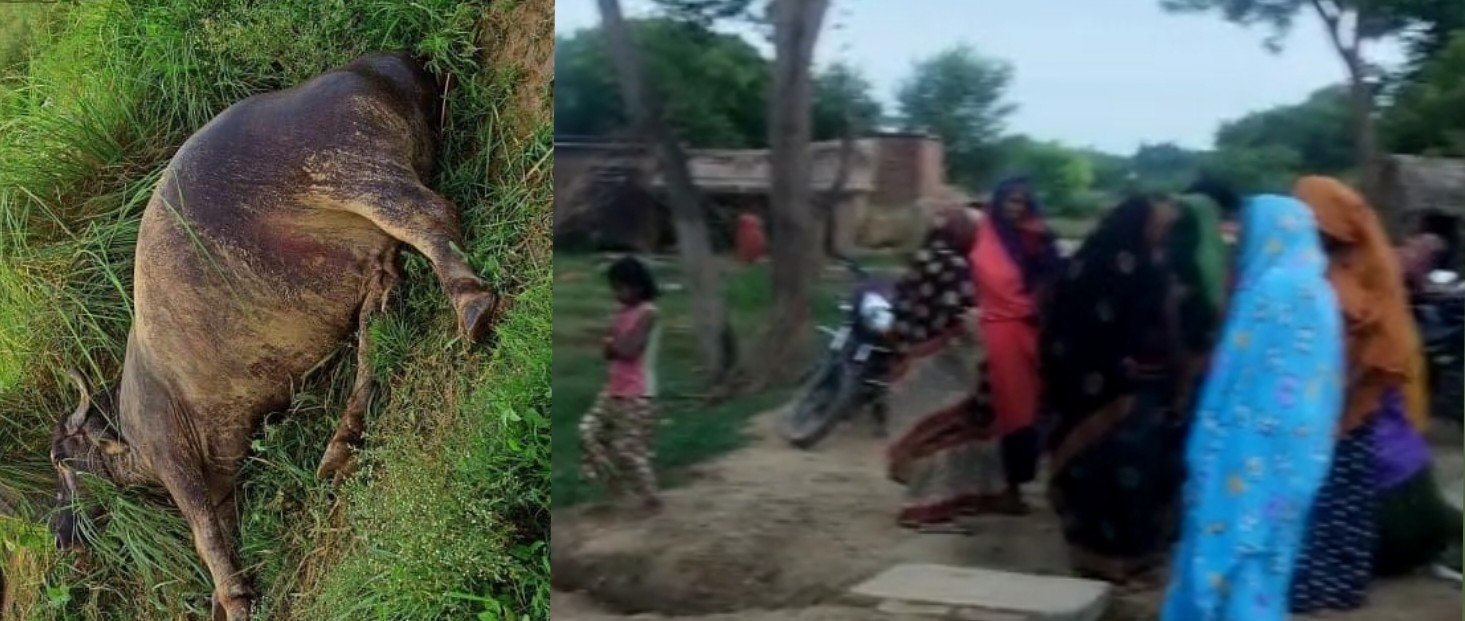 बिजली के खंभे से चारागाह में उतरा करंट, भैस की मौत